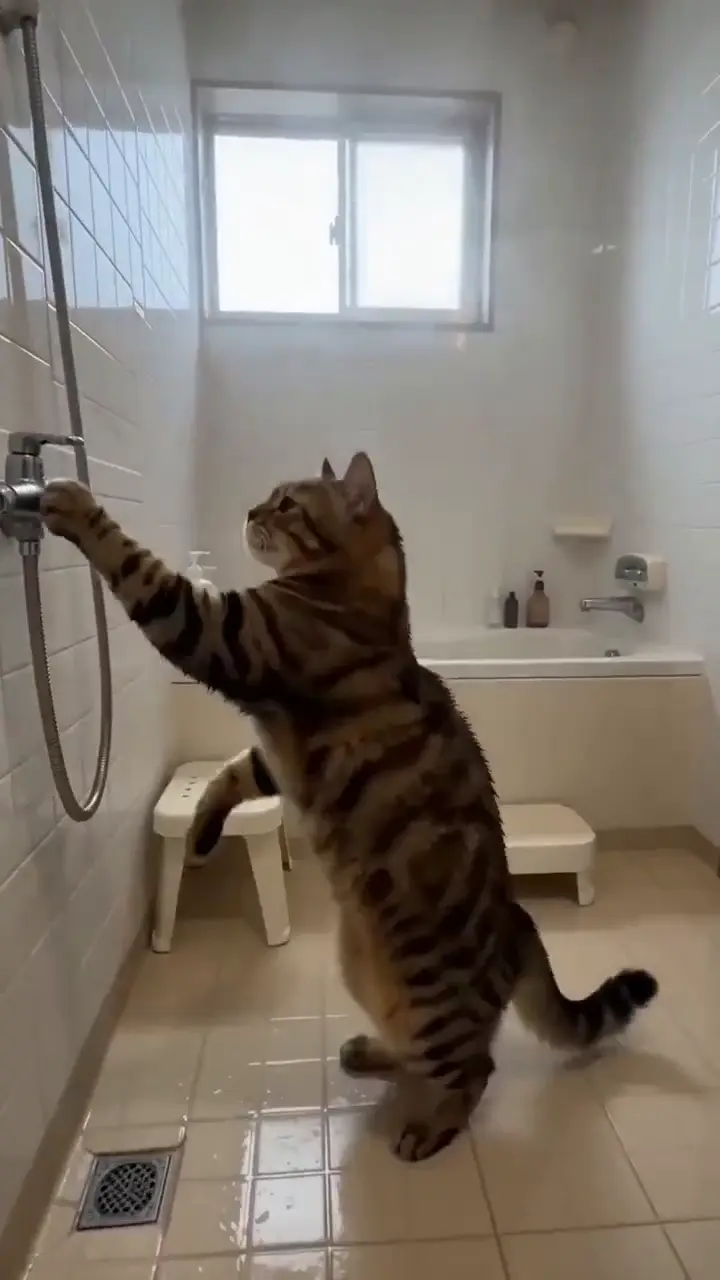 SNSショート「猫シリーズ」（AI生成）